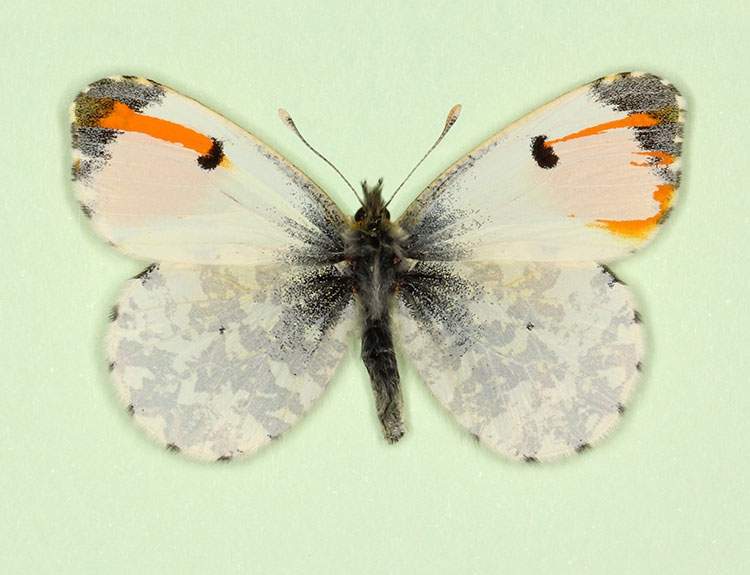 Anthocharis cardamines (gynandromorph 7) (Internet Image property of respective owner, non-commercial use only)